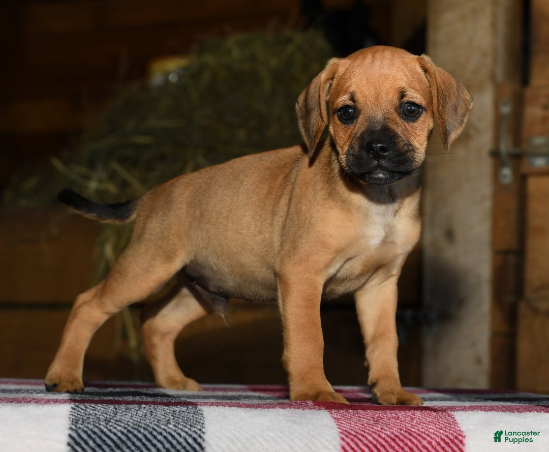 Puggle dogs for sale: Nick - Image 4