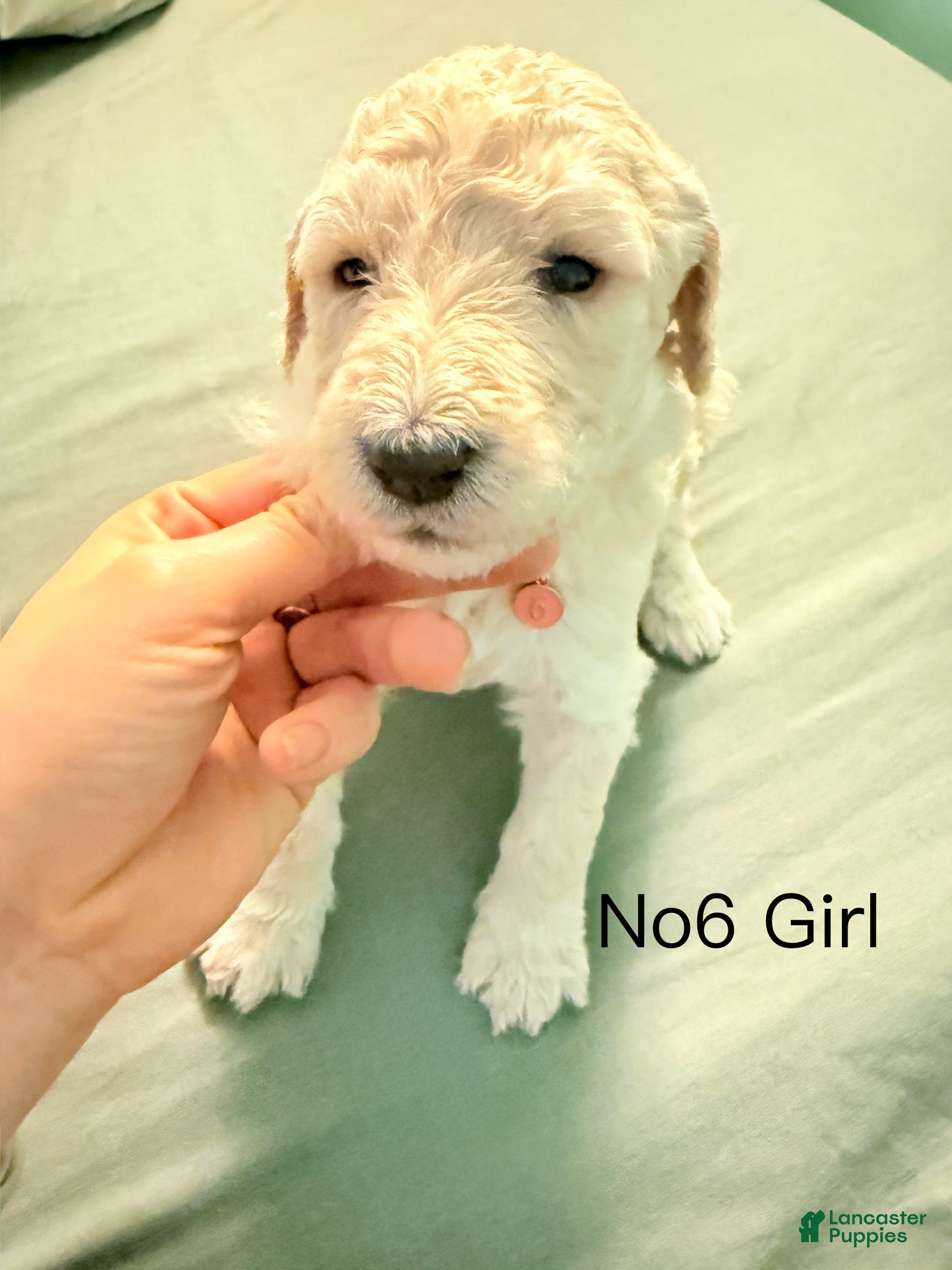 Standard Poodle dogs Standard Poodle Puppy 6 - Ad 42