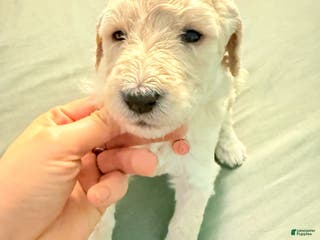 Standard Poodle dogs Standard Poodle Puppy 6 - Ad 34