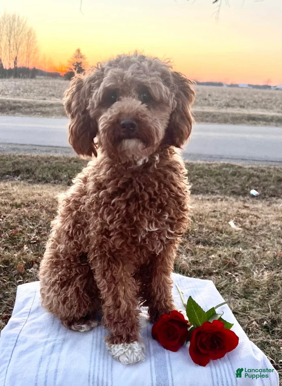 Mini Goldendoodle dogs for sale: Chewy  - Ad 5