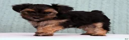 Yorkiepoo dogs for sale: Bingo - Ad 4