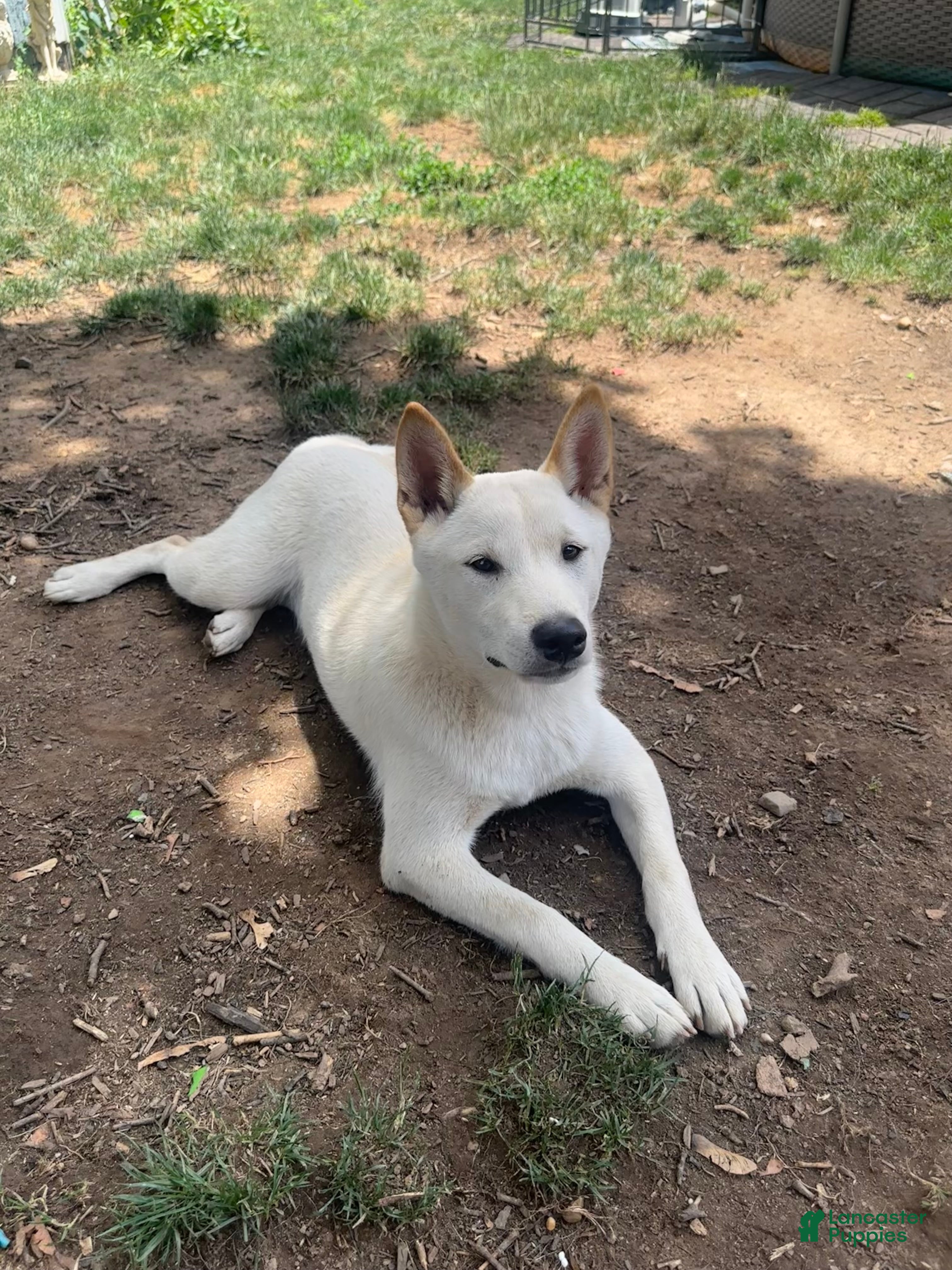 Shiba Inu dogs Ceaser - Ad 1