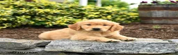 Golden Retriever dogs for sale: Jimmy - Ad 2