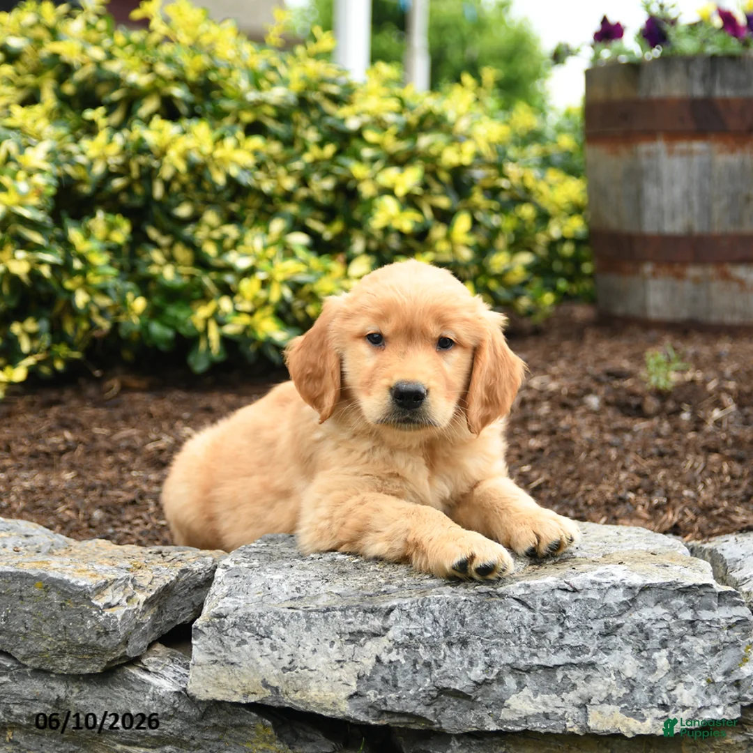 Golden Retriever dogs for sale: Jimmy - Ad 2
