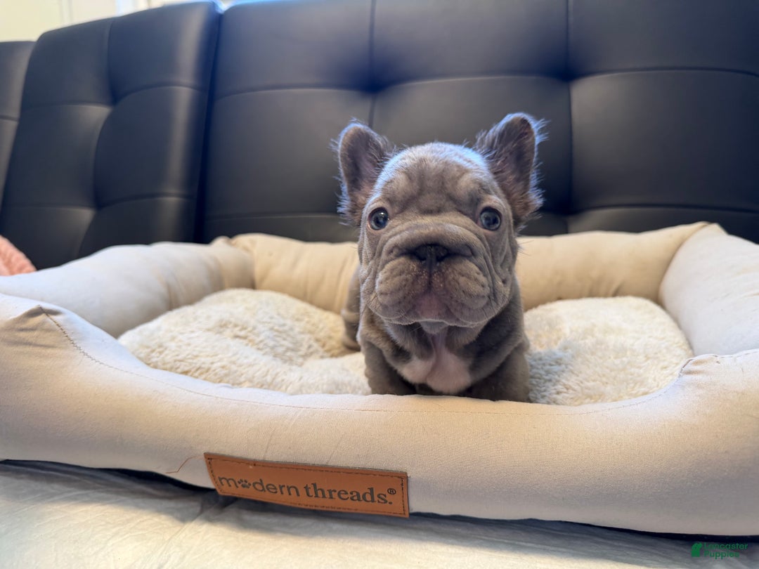 French Bulldog dogs for sale: French Bulldog Puppy 2 - Ad 2