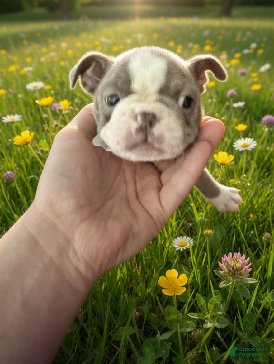 Boston Terrier dogs Joe (BLUEST GREY PUPPIES) - Ad 32