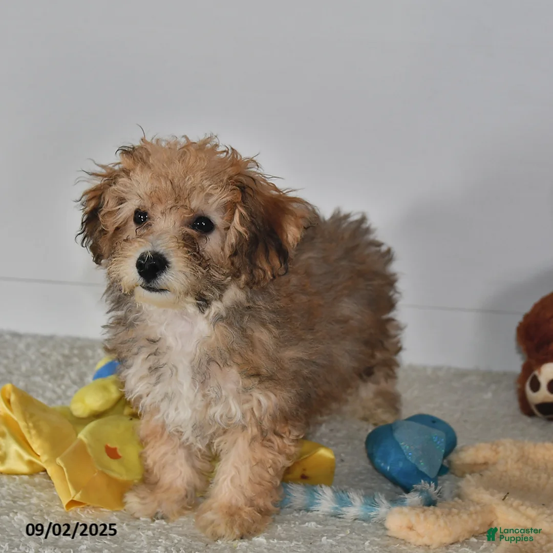 Bichpoo dogs for sale: Buster Brown - Ad 33