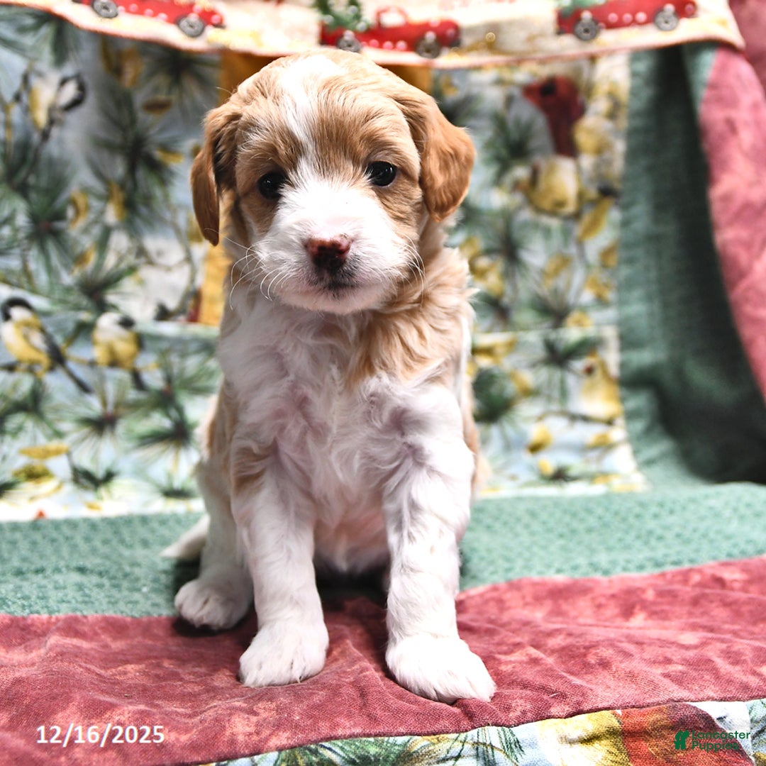 Goldendoodle dogs for sale: Jill - Ad 2