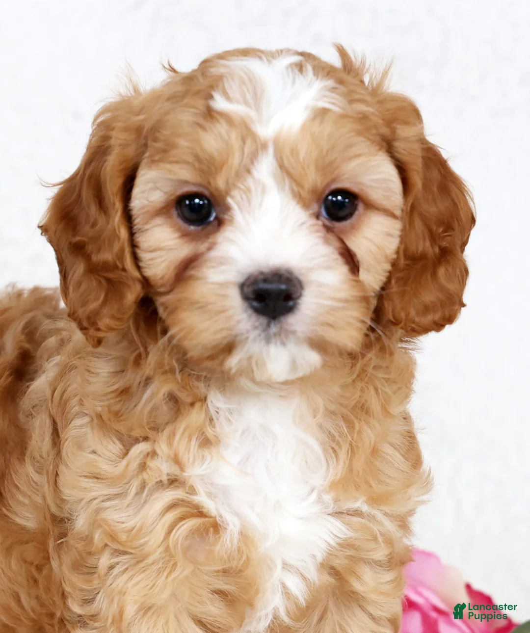 Cavapoo dogs for sale: Crystal - Ad 9