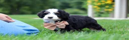 Mini Bernedoodle dogs for sale: Mooney🐶 - Ad 4