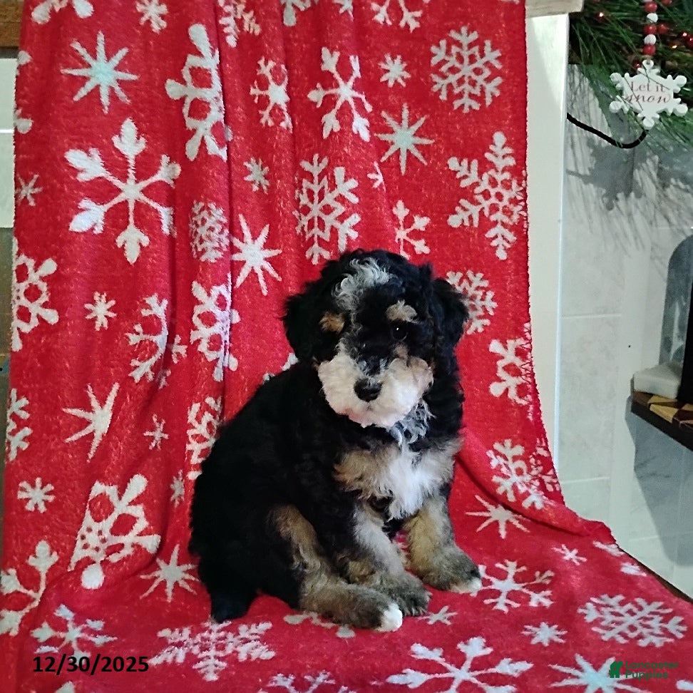 Mini Bernedoodle dogs Ranger - Ad 2