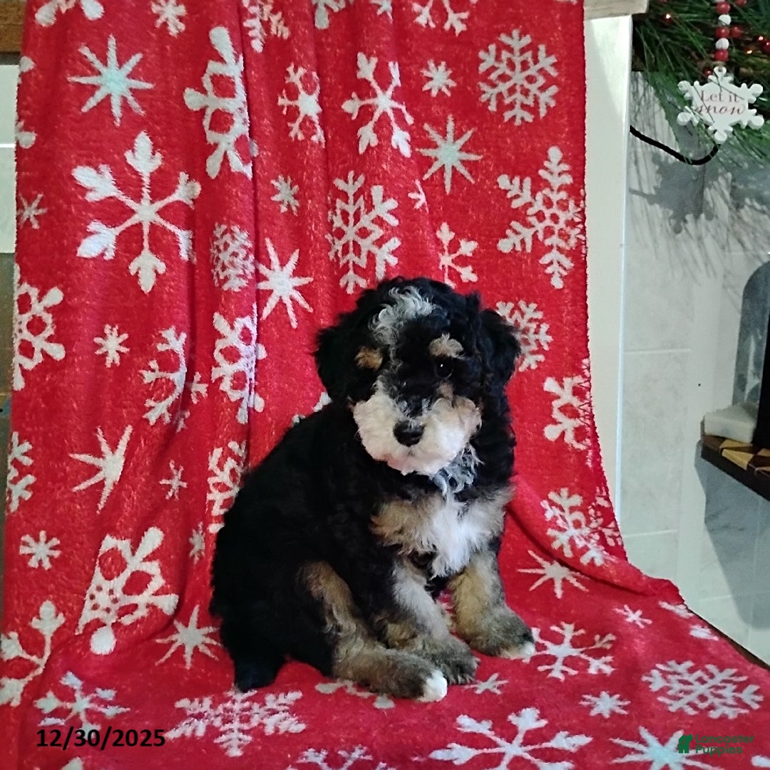 Mini Bernedoodle dogs for sale: Ranger - Ad 2