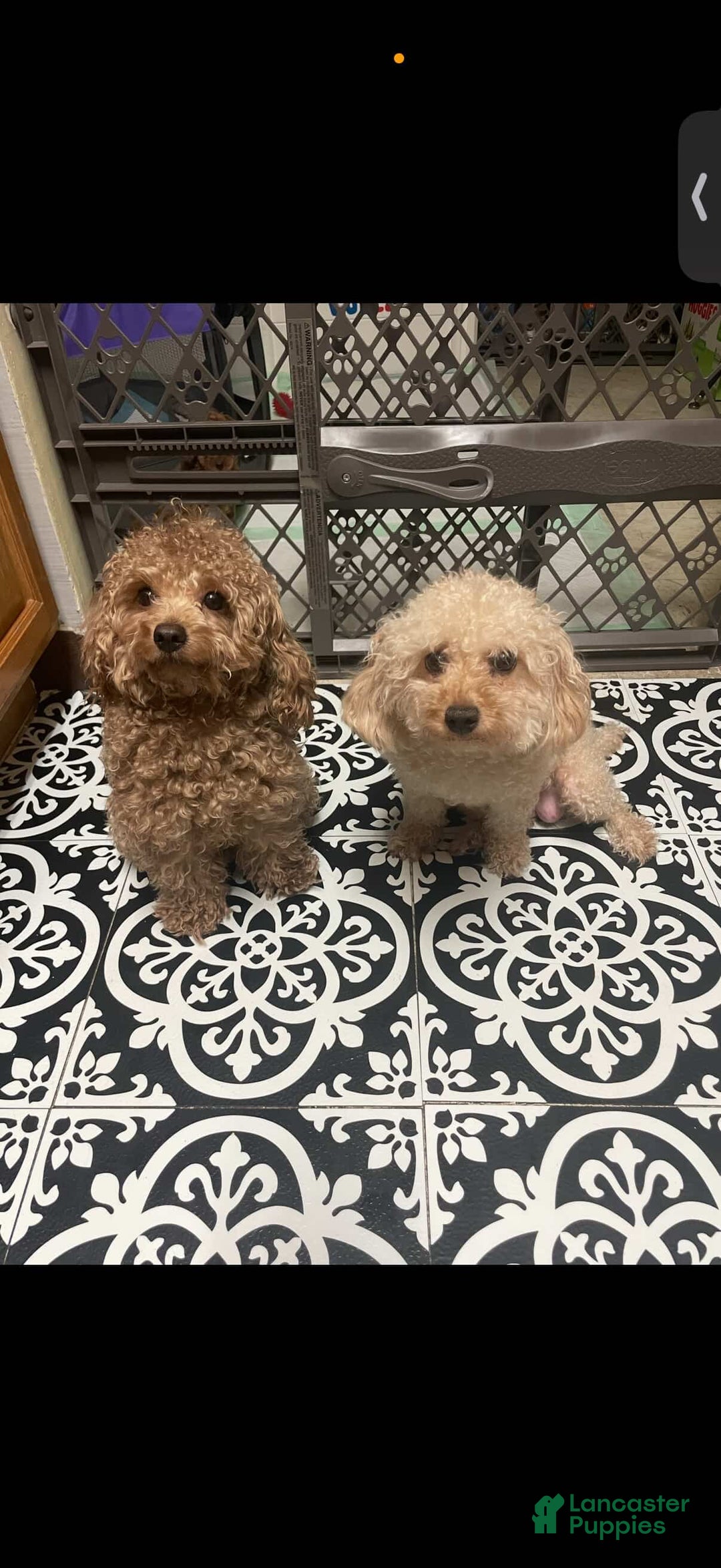 Toy Poodle dogs for sale: Toy Poodle Puppy 1 - Ad 5