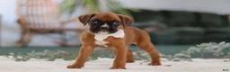 Boxer dogs for sale: Rosie - Ad 4