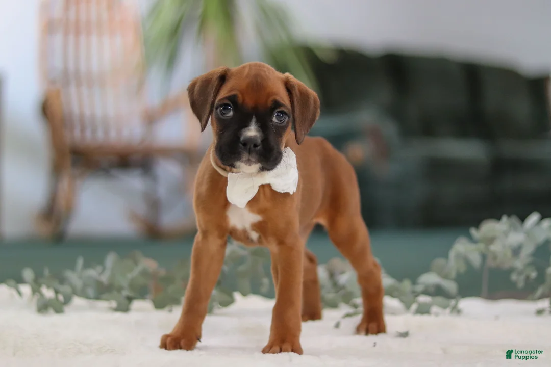 Boxer dogs for sale: Rosie - Ad 4