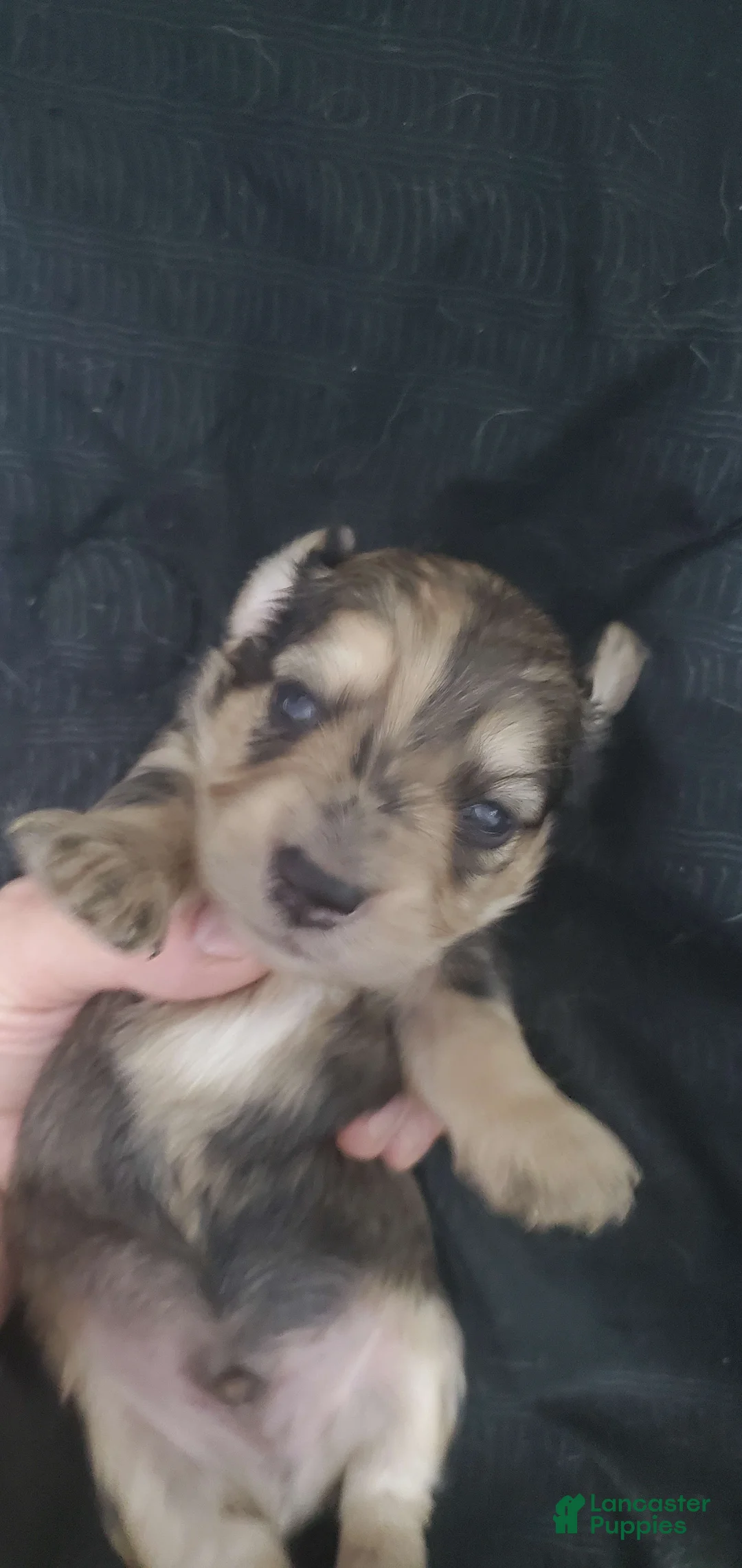 Miniature Dachshund dogs for sale: Karl - Ad 7