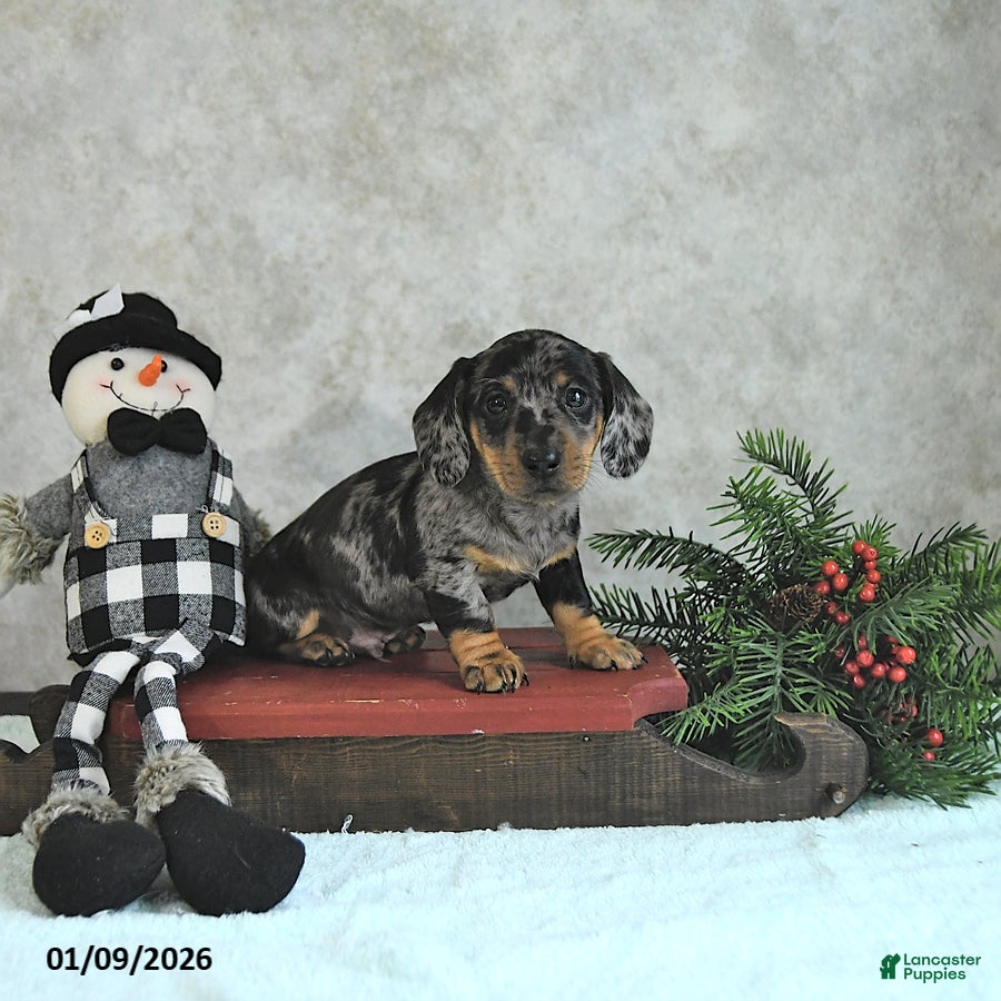 Miniature Dachshund dogs Lincoln - Ad 30