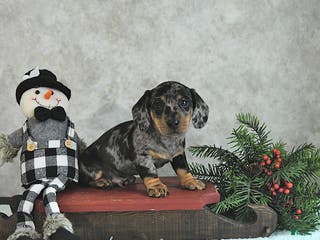 Miniature Dachshund dogs Lincoln - Ad 30