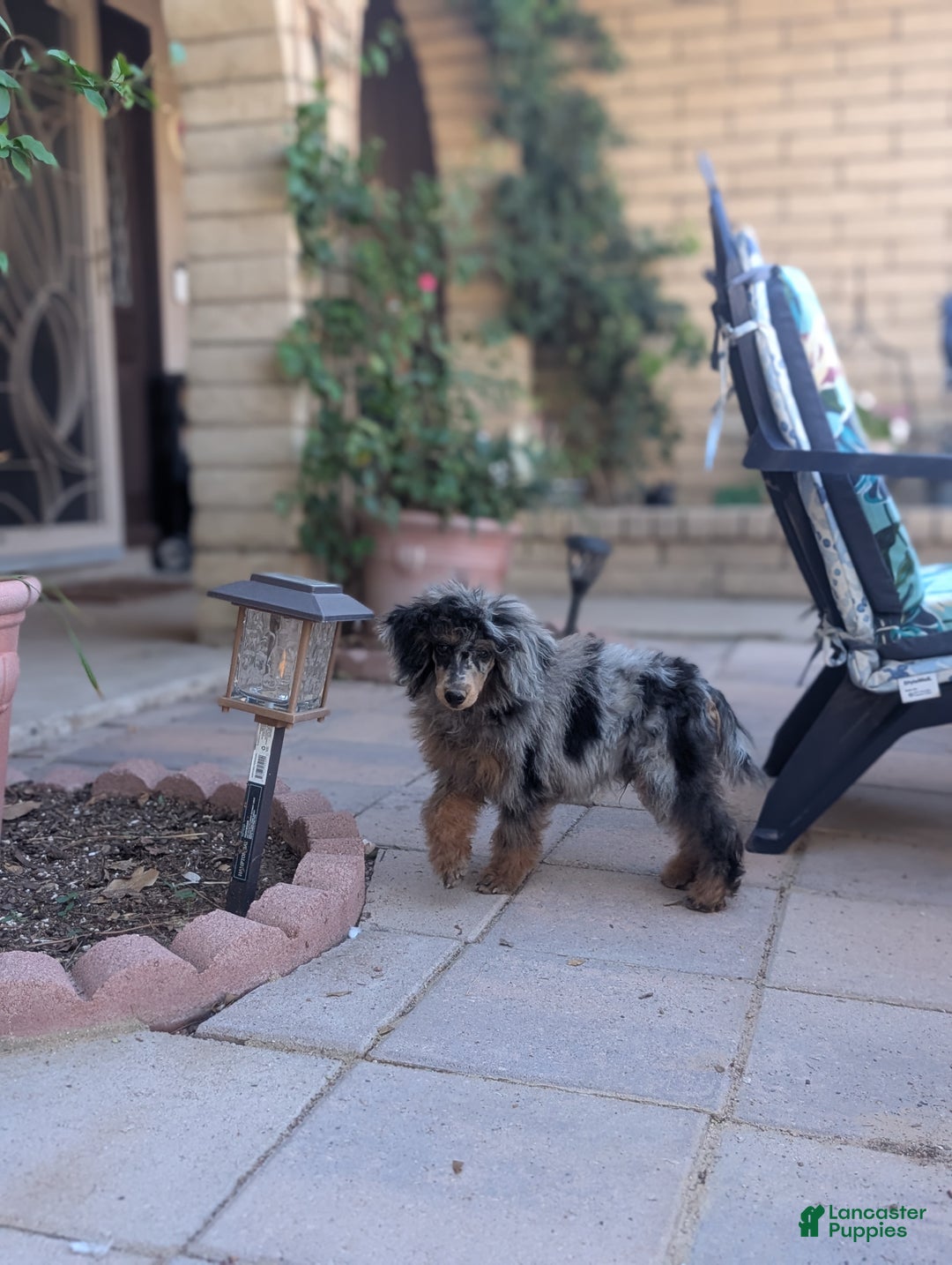 Miniature Poodle dogs for sale: Bowie - Ad 4