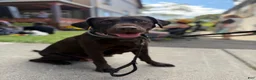 Labradoodle dogs for sale: Labradoodle green collar - Ad 12