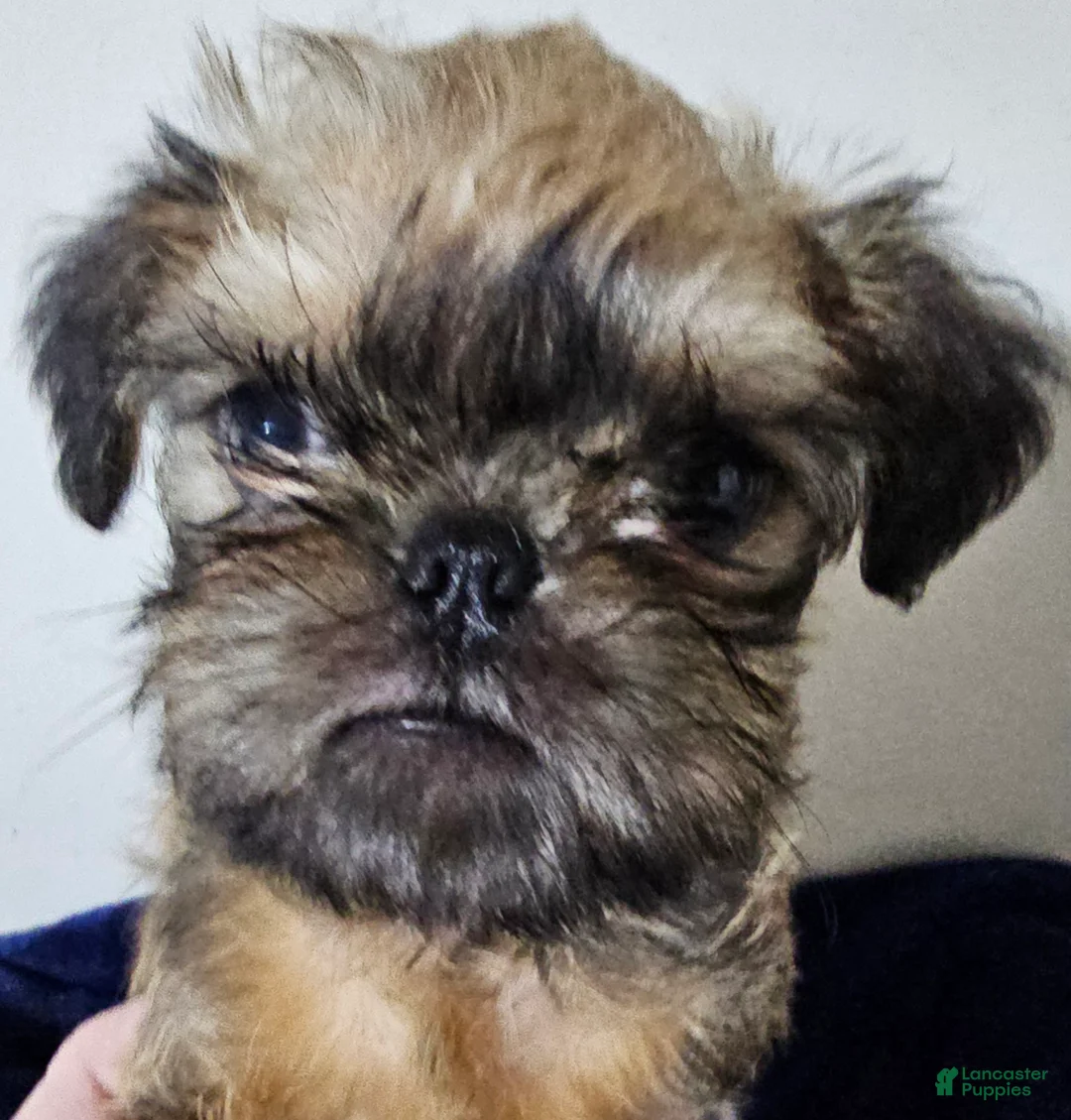 Brussels Griffon dogs for sale: Brussels Griffon Puppy 3 - Ad 1