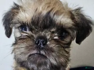 Brussels Griffon dogs Brussels Griffon Puppy 3 - Ad 6