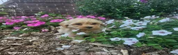 Havapoo dogs for sale: Shirley - Ad 3