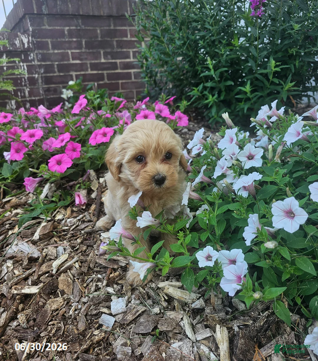 Havapoo dogs for sale: Shirley - Ad 3