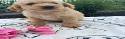 Labradoodle dogs for sale: Rocky - Ad 3