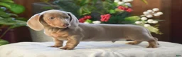Dachshund dogs for sale: Frosty - Ad 2