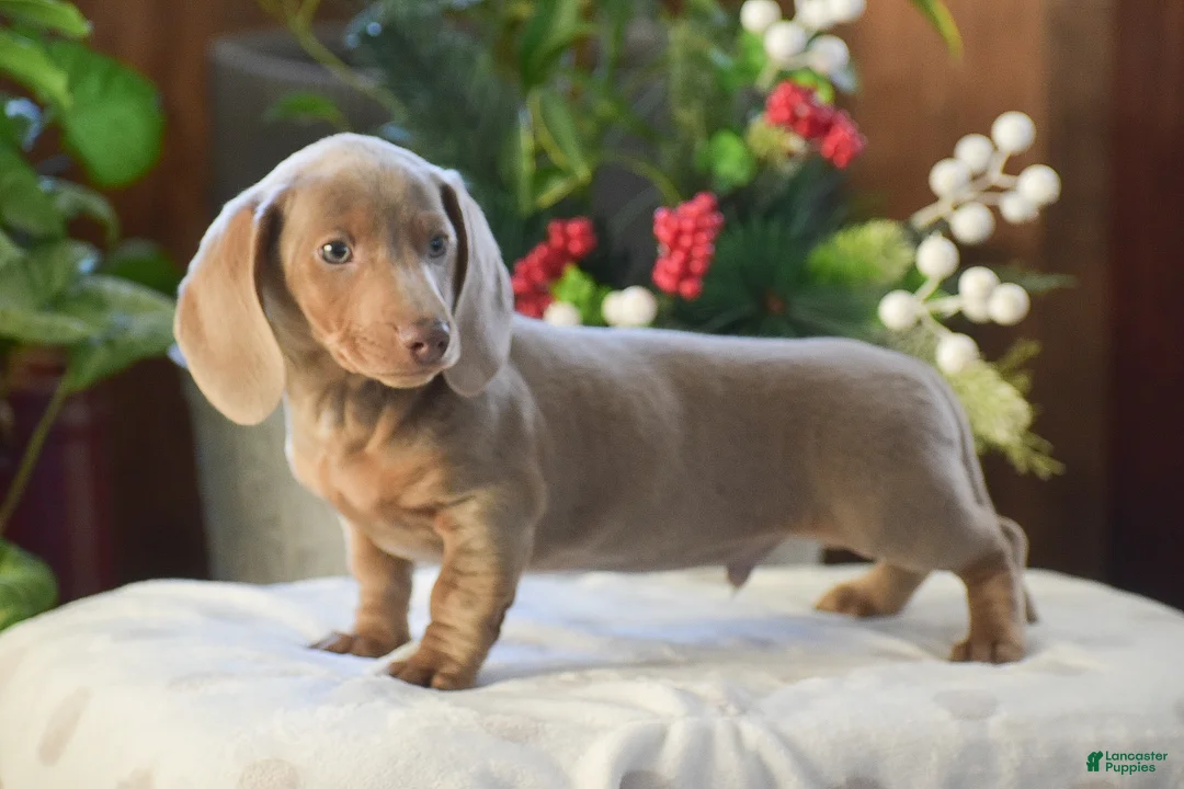 Dachshund dogs for sale: Frosty - Ad 2