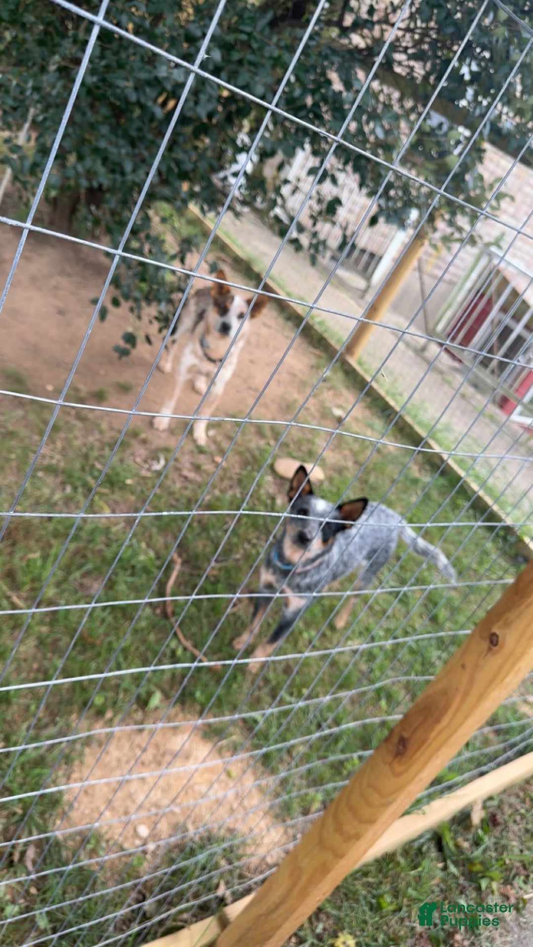 Australian Cattle Dog dogs for sale: Stockings - Ad 5