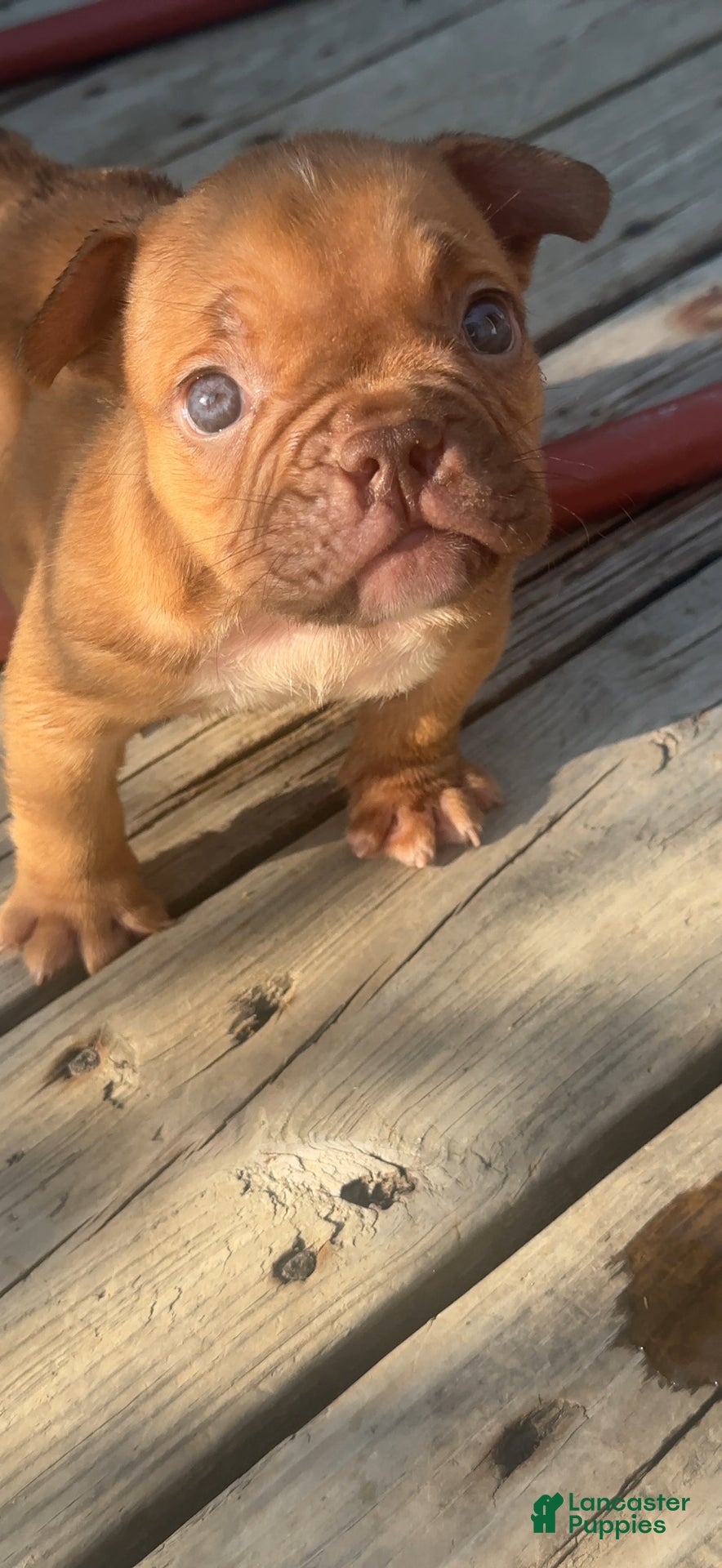 American Bully dogs Mocha - Ad 2
