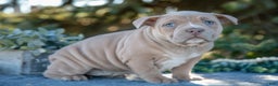 American Bully dogs for sale: Haven - Ad 1