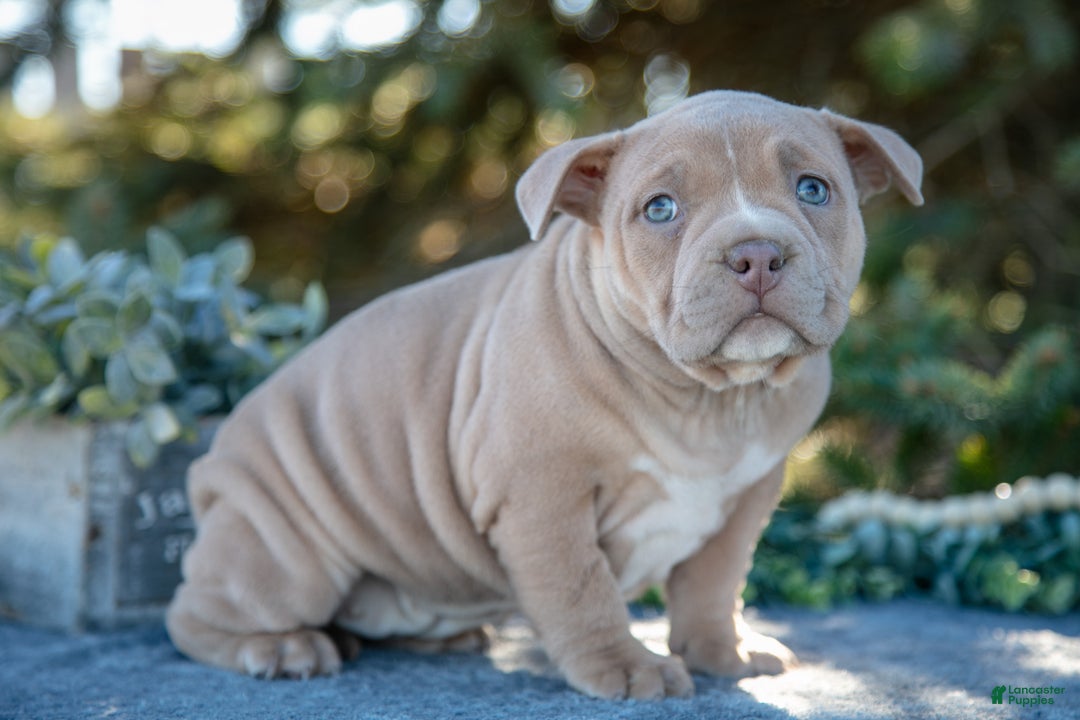American Bully dogs for sale: Haven - Ad 1