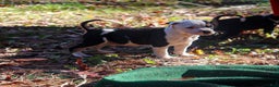 American Bully dogs for sale: Nibbler - Ad 3