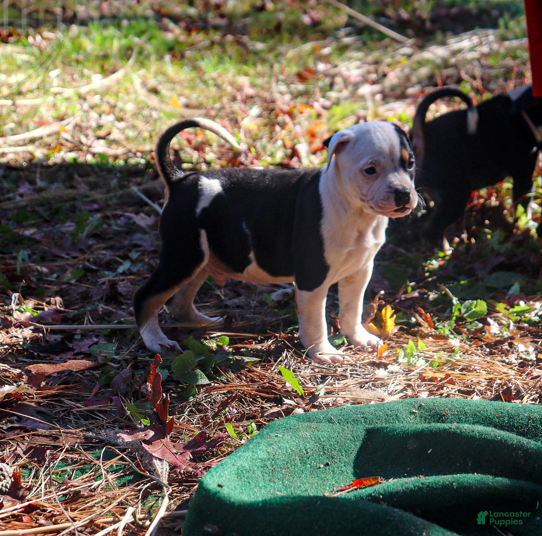American Bully dogs for sale: Nibbler - Ad 3