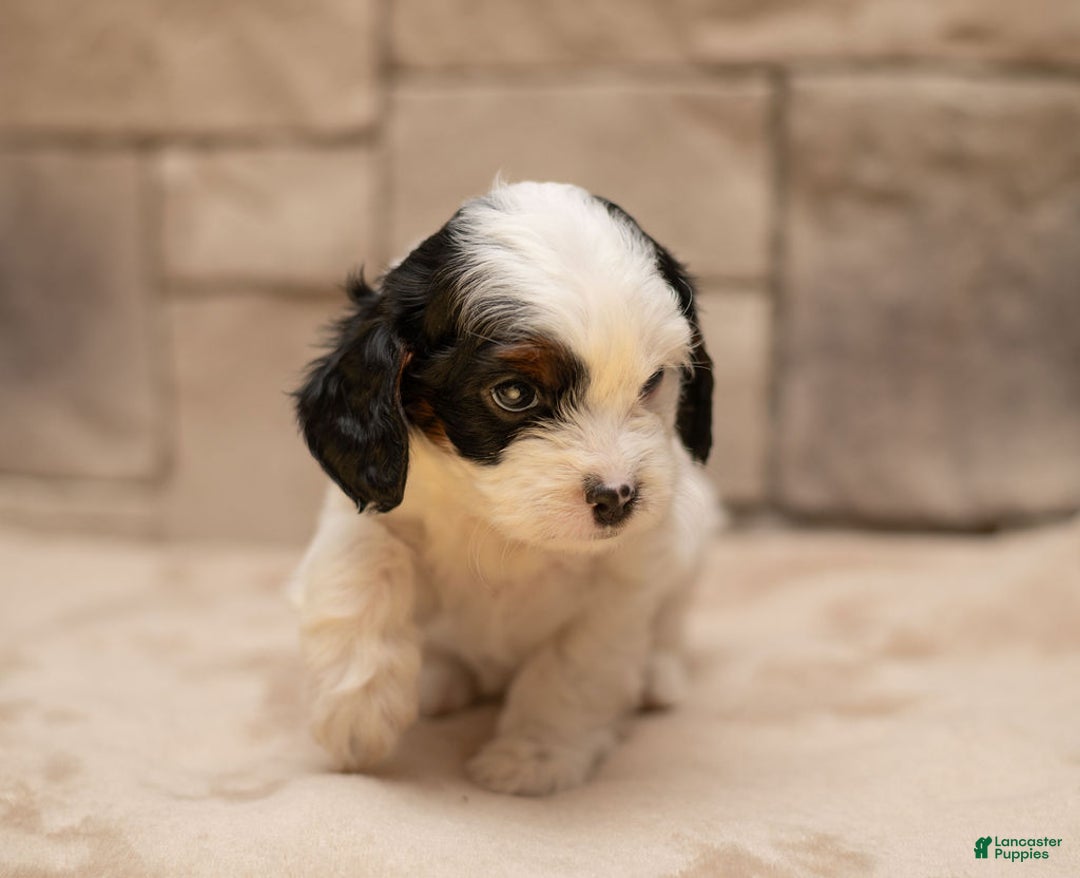 Cavapoo dogs for sale: Mocha  - Ad 4