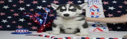 Siberian Husky dogs for sale: Storm  - Ad 4