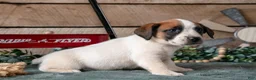 Jack Russell Terrier dogs for sale: Penny - Ad 3