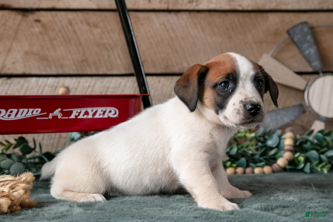Jack Russell Terrier dogs for sale: Penny - Ad 3