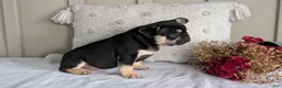 French Bulldog dogs for sale: Finn - Ad 9