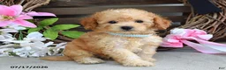 Cavapoo dogs for sale: Mason - Ad 5