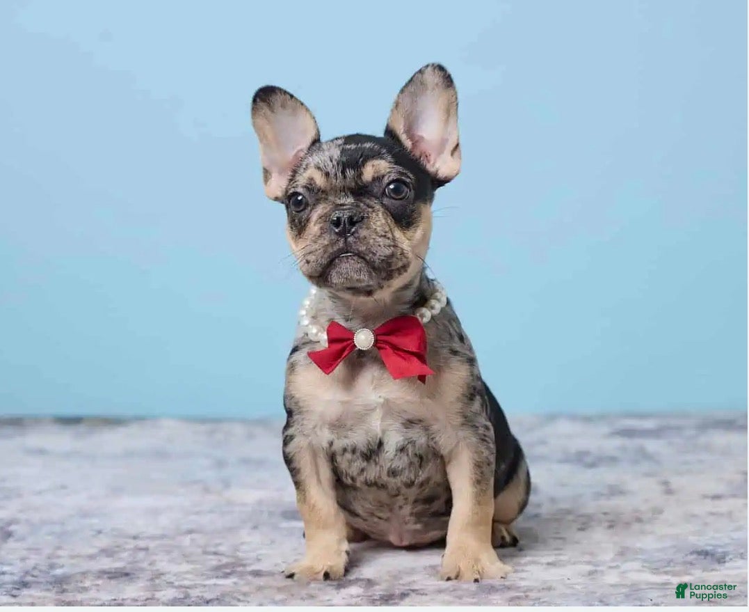 French Bulldog dogs Buddy Boy - Ad 1