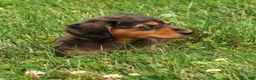 Miniature Dachshund dogs for sale: Tumbles - Ad 4