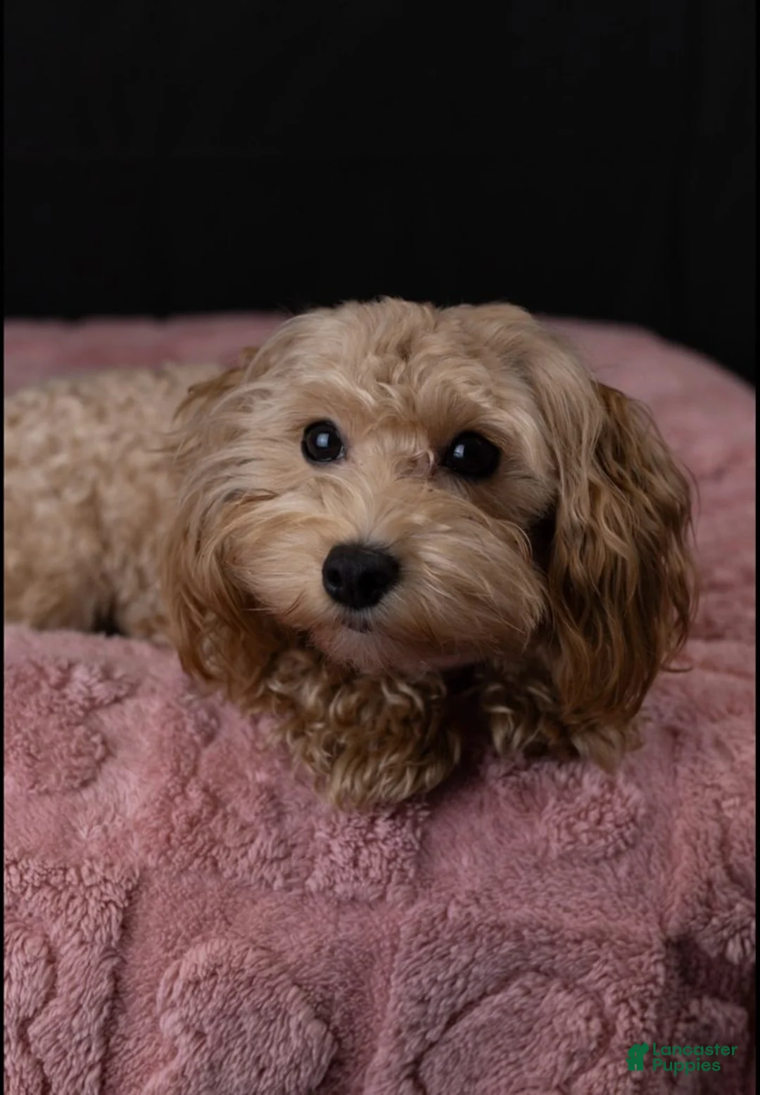 Maltipoo dogs for sale: Baby Girl - Ad 4