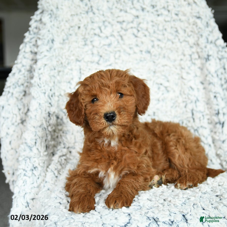 Mini Goldendoodle dogs Mochi - Ad 26