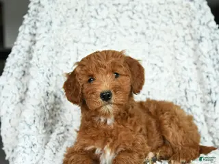 Mini Goldendoodle dogs Mochi - Ad 26