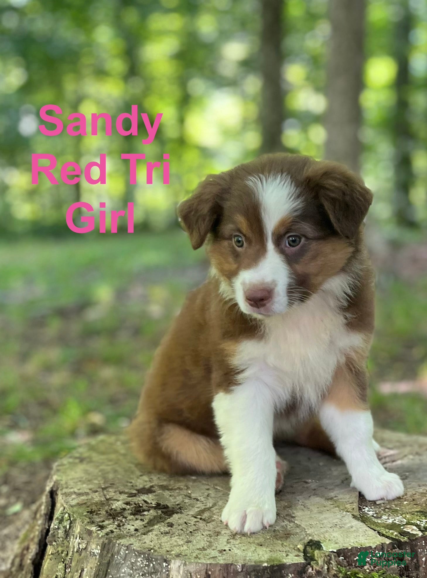 Australian Shepherd dogs Sandy  - Ad 1