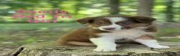 Australian Shepherd dogs for sale: Sandy  - Ad 1